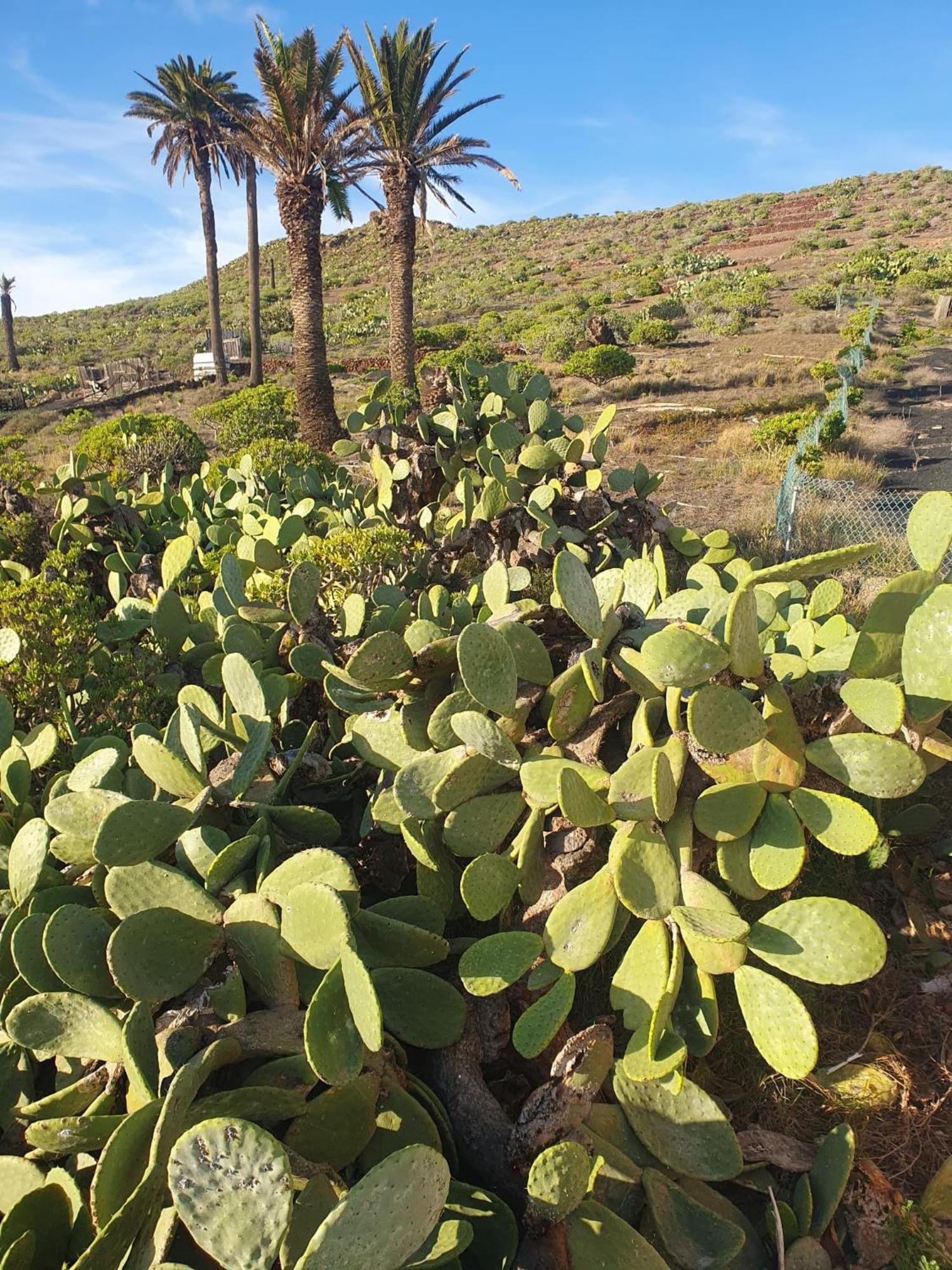 Casa La Tunera, Country House, Haria, Lanzarote Dış mekan fotoğraf